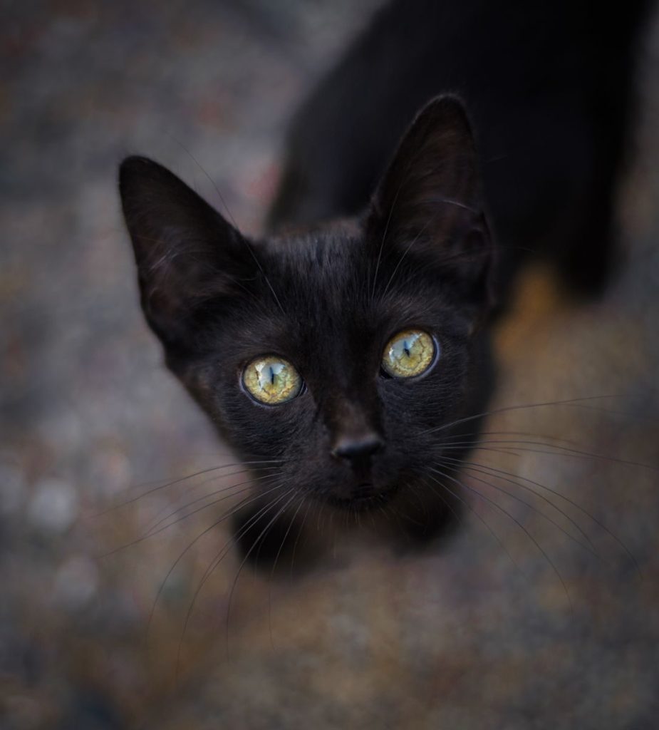 Adorable black kitten with bright yellow eyes looking directly at the camera in a focused portrait.