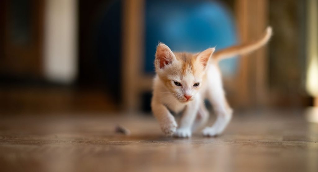 Cute kitten exploring indoors on a wooden floor, perfect for pet-themed projects.