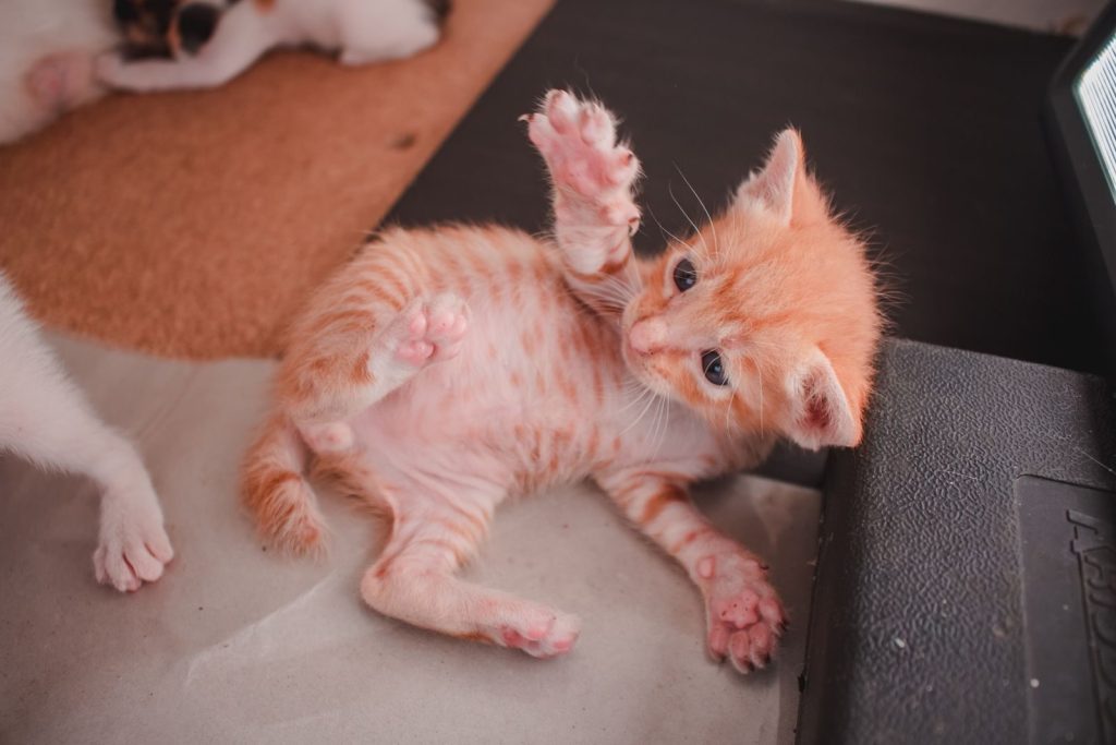 Adorable orange tabby kitten playing indoors with paws up, full of cuteness and charm.