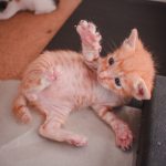 Adorable orange tabby kitten playing indoors with paws up, full of cuteness and charm.