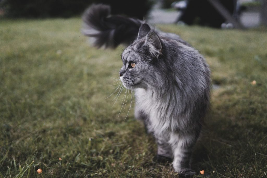 A fluffy Maine Coon cat walking on the grass, showcasing its impressive fur and whiskers.