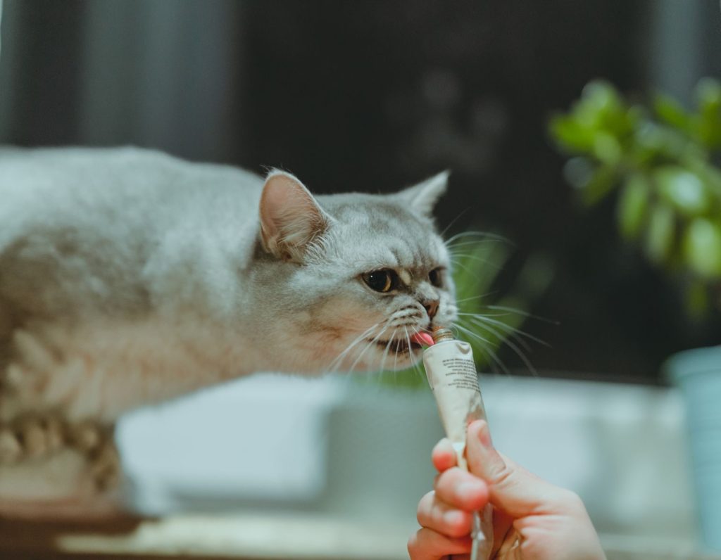 Close-up of a British Shorthair cat licking a treat from a tube indoors.