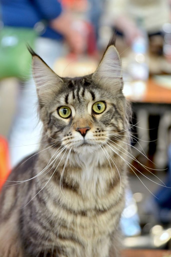 Close-up portrait of a fluffy Maine Coon cat with striking green eyes and long whiskers indoors.