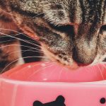 A cute tabby cat enjoys a meal from a pink bowl. Perfect for pet lovers.