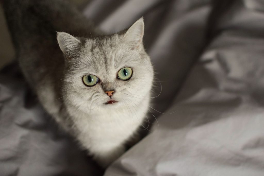 From above young cute tabby with white fluffy fur and light green eyes standing on comfy bedsheets and looking at camera attentively