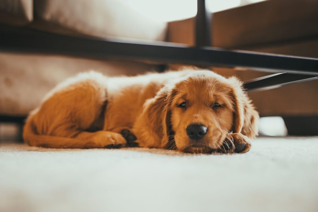 Adorable golden retriever puppy lying down indoors, looking calm and relaxed.