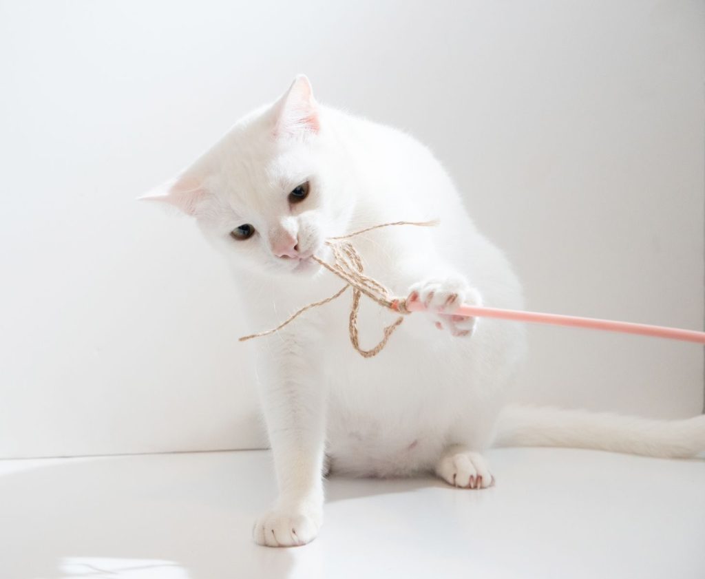 A white cat playing with a pink stick toy indoors. Bright and playful scene.