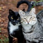 A pair of adorable cats, one black and white tuxedo and a tabby, snuggling outdoors amid green plants.