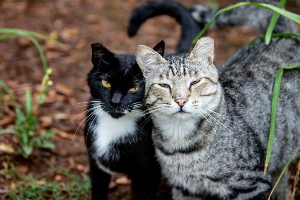 A pair of adorable cats, one black and white tuxedo and a tabby, snuggling outdoors amid green plants.