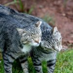 Two tabby cats showing affection outdoors on lush grass. Perfect for pet lovers.