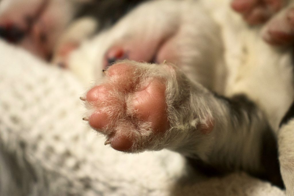 A puppy's paw: so cute and pink!