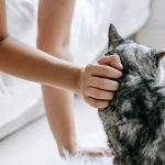 Unrecognizable owner petting cute cat with gray fur while lying on bed in light room with blurred background at home