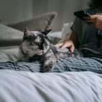 Unrecognizable female browsing smartphone and petting dappled cat while lying on bed with cushions in bedroom during weekend in cozy apartment