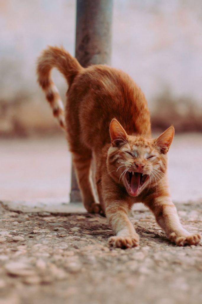 Ginger tabby cat stretching and yawning. Perfect for pet lovers.