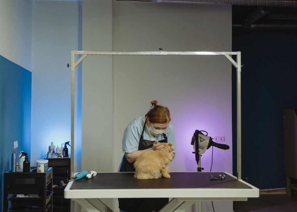 A professional groomer tending to a fluffy tabby cat indoors, showcasing a grooming setup.