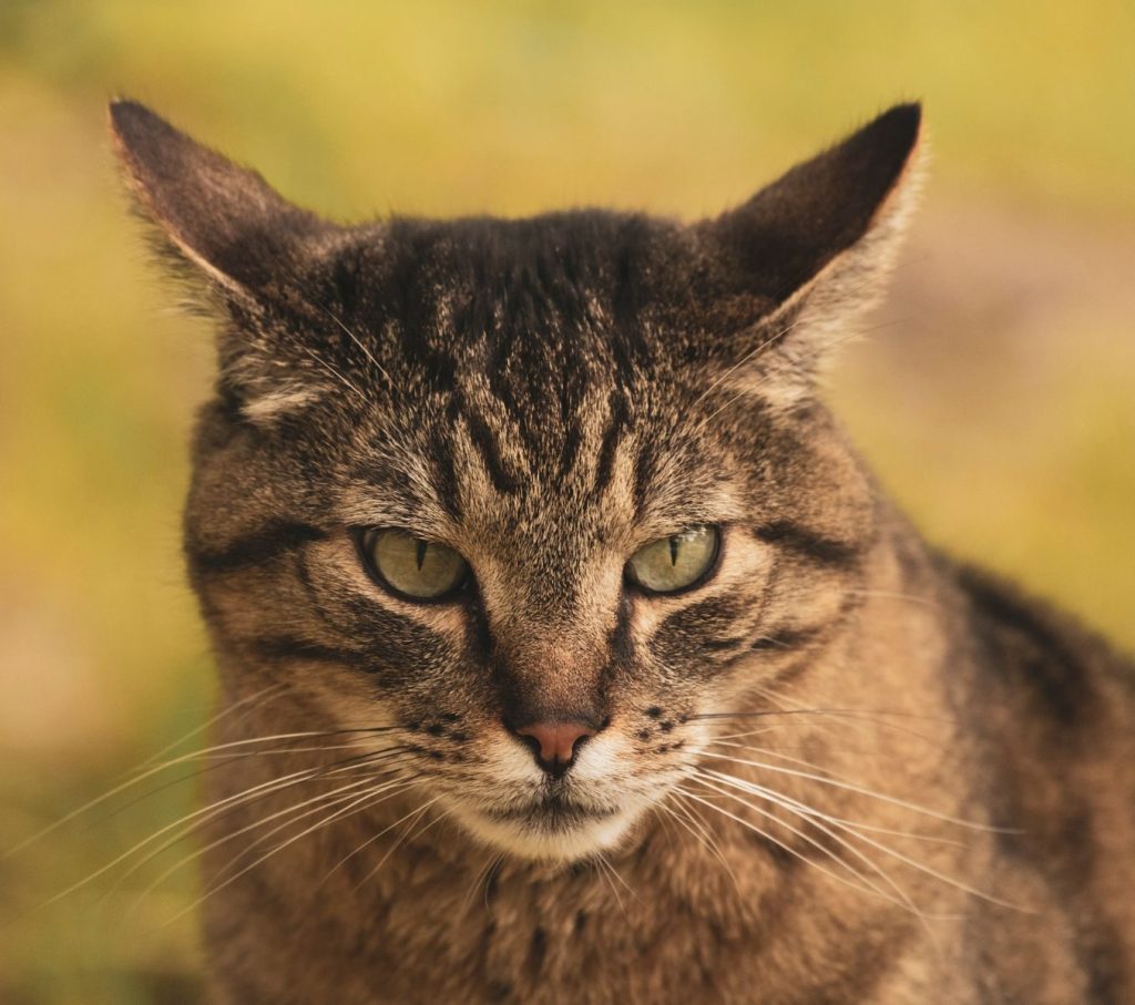 A detailed close-up of a tabby cat staring intensely, showcasing feline beauty.