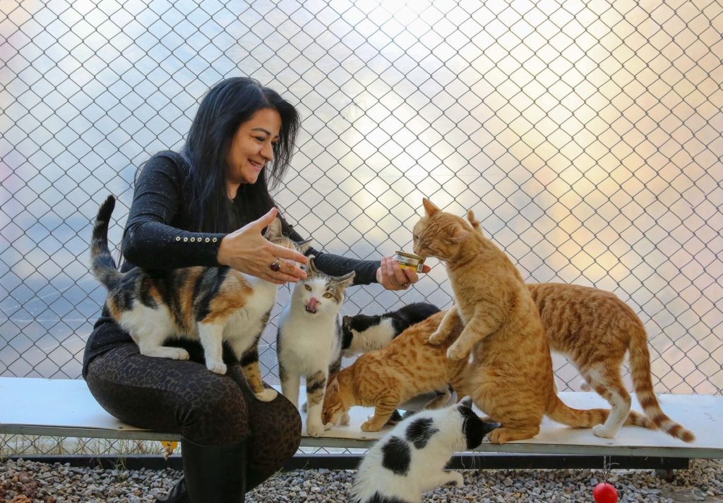 A woman enjoys feeding a group of playful cats outdoors near a chain link fence.