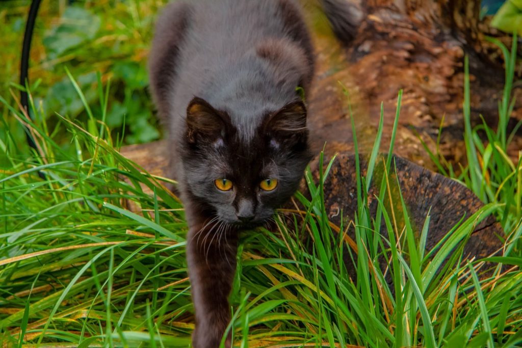 A black cat with yellow eyes prowling through lush green grass in an outdoor setting, showcasing natural feline behavior.