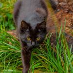 A black cat with yellow eyes prowling through lush green grass in an outdoor setting, showcasing natural feline behavior.