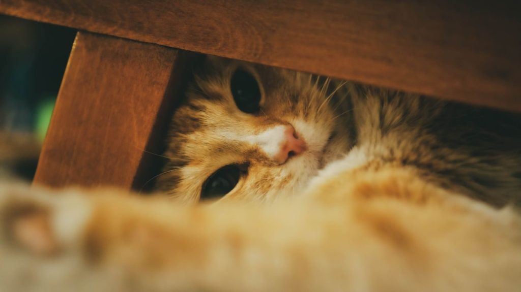 Close-up of a playful cat hiding under wooden furniture in a cozy indoor setting.