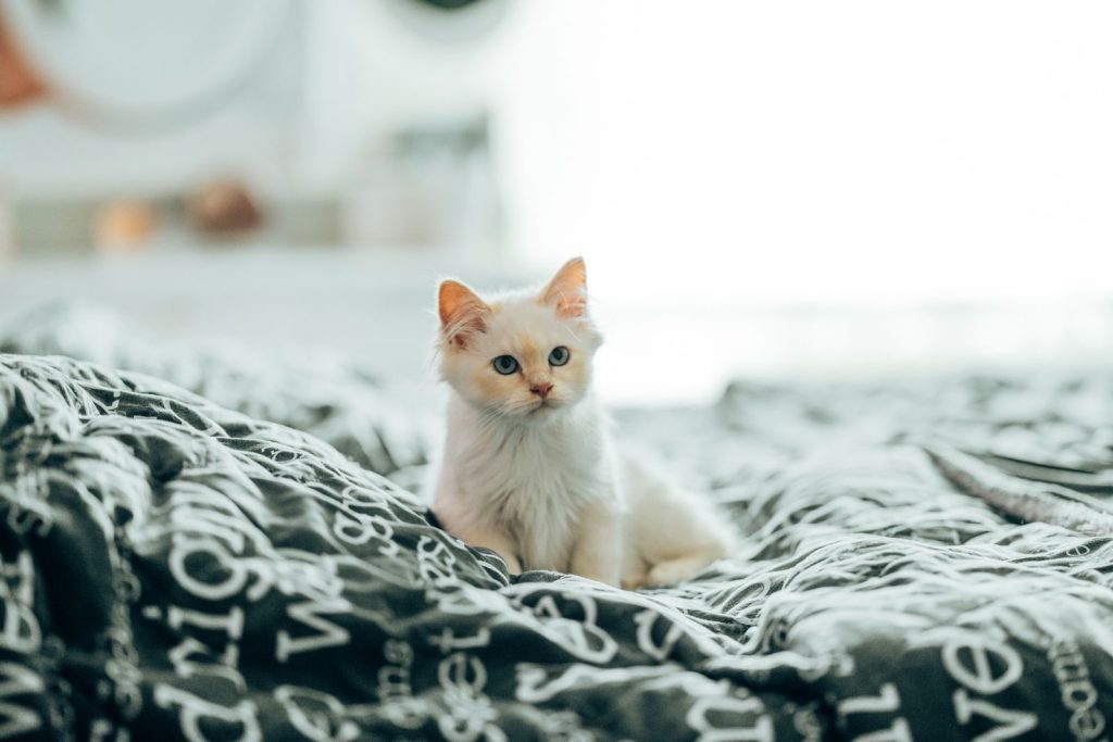 White fluffy domestic cat with blue eyes sitting on bed in flat in daytime