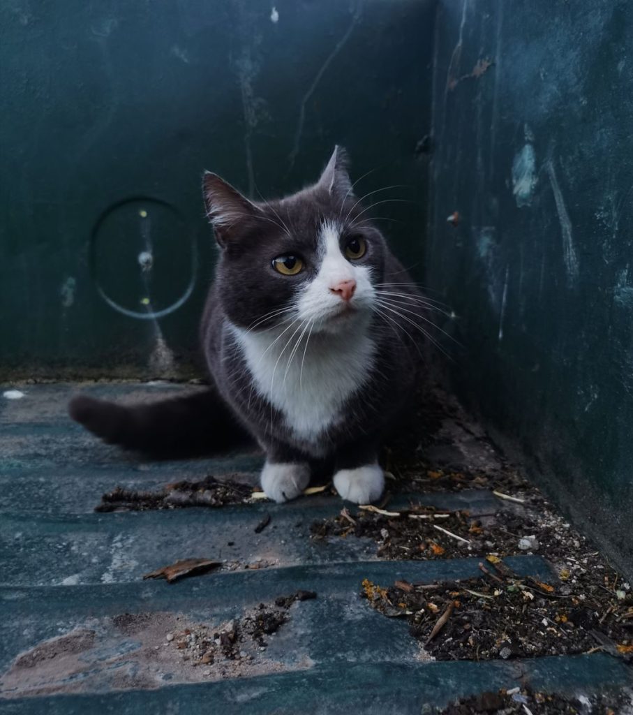 A black and white domestic cat sitting in an urban environment corner.