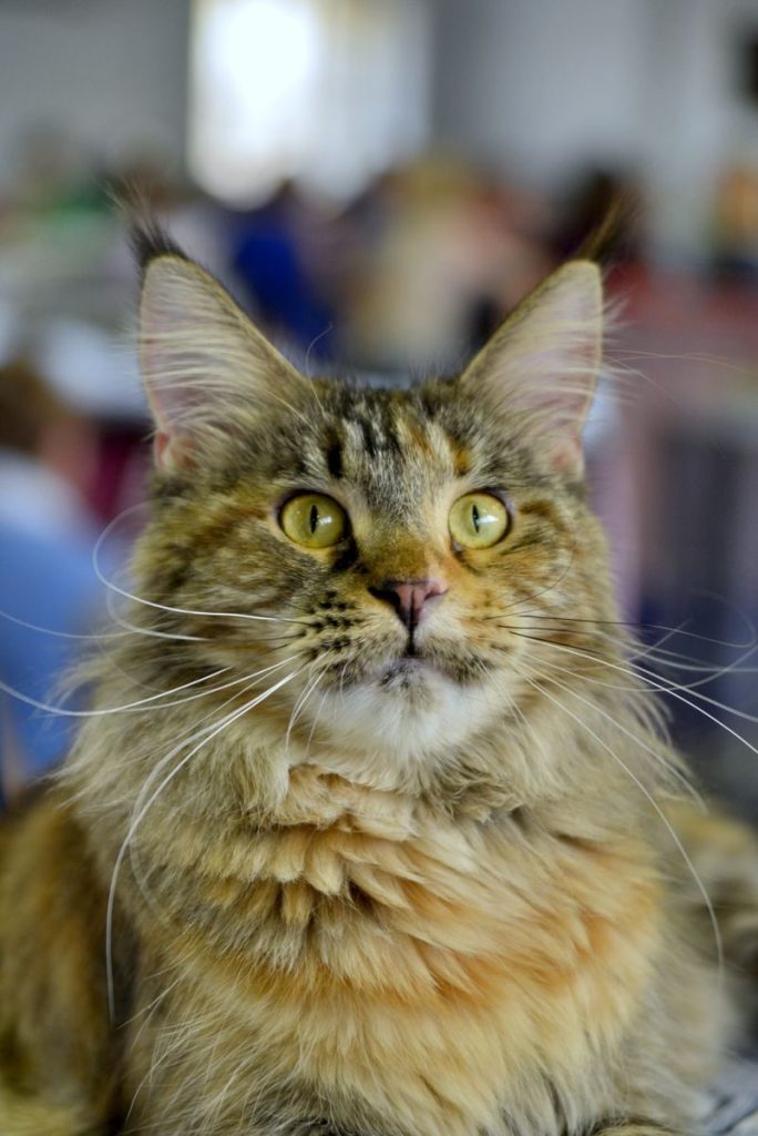 A stunning close-up shot of a Maine Coon cat with captivating yellow eyes and long whiskers.