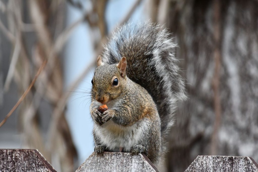 Close-up of a grey squirrel holding a nut on a wooden fence in an outdoor setting.