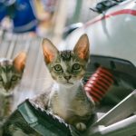 Two young kittens curiously explore a motorbike outdoors. Bright and playful scene.