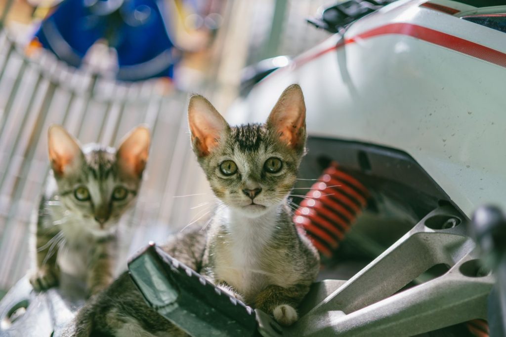 Two young kittens curiously explore a motorbike outdoors. Bright and playful scene.