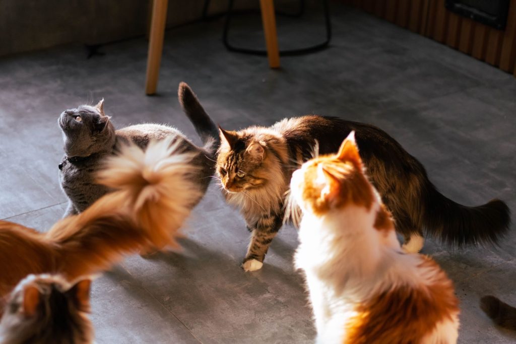 A charming scene of playful domestic cats enjoying their time indoors.