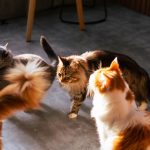 A charming scene of playful domestic cats enjoying their time indoors.