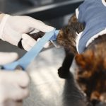 A veterinarian skillfully bandages a cat's paw post-surgery in a clinic setting.