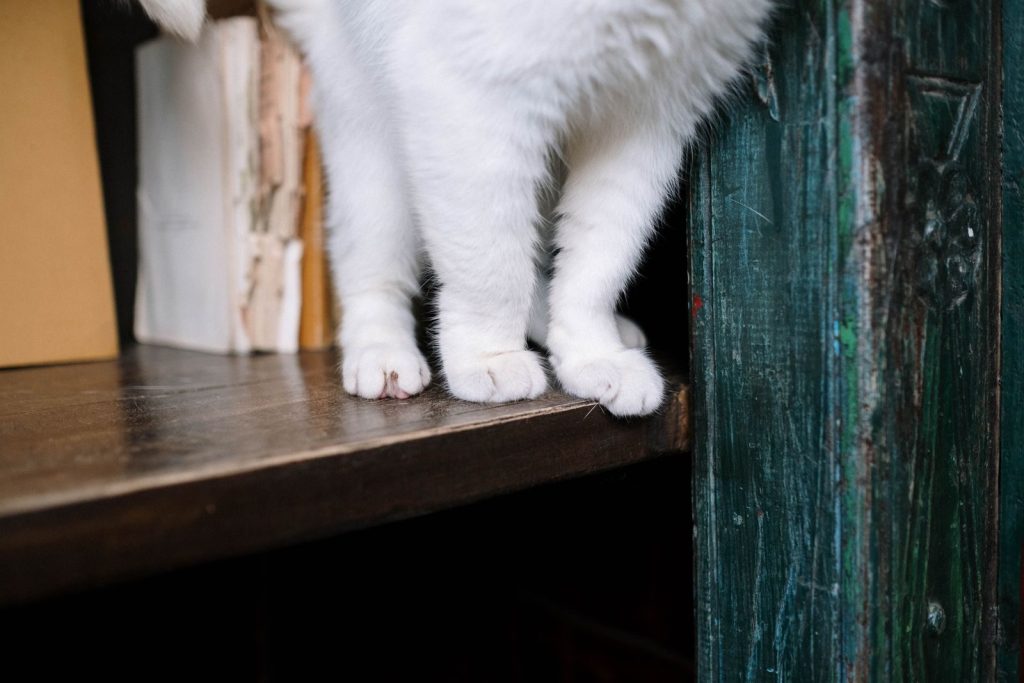 Close-up of a white cat's paws standing on a wooden shelf next to books indoors.