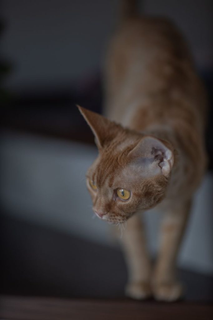 Close-up view of a curious Devon Rex cat with striking yellow eyes.