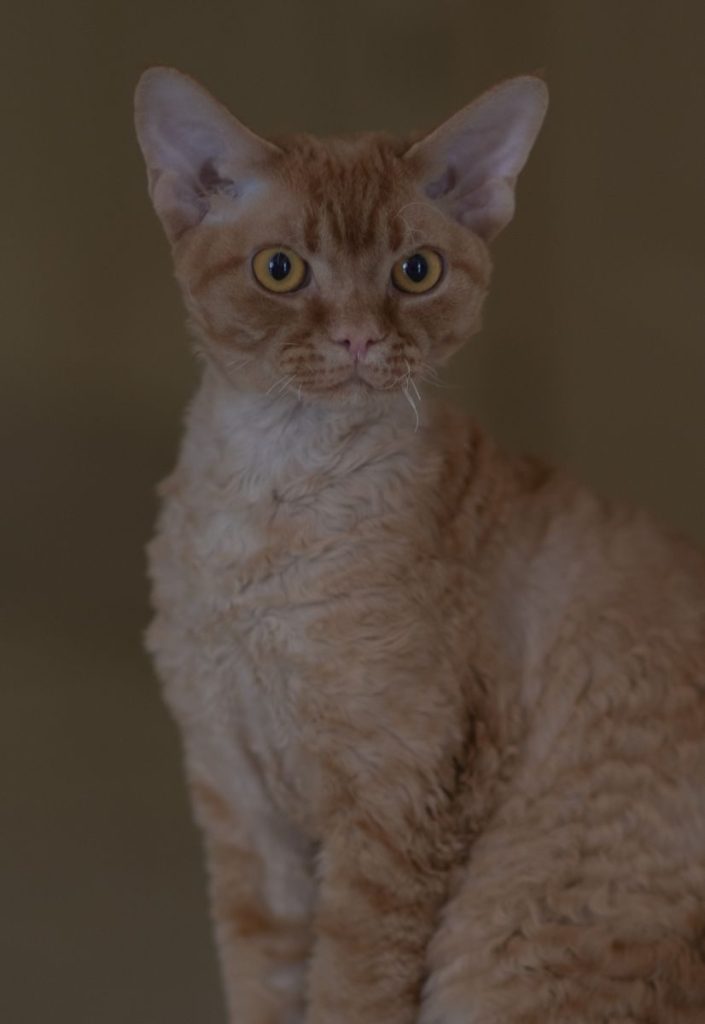 Portrait of a ginger Devon Rex cat with curly fur, captured in a studio setting, showcasing its unique features.