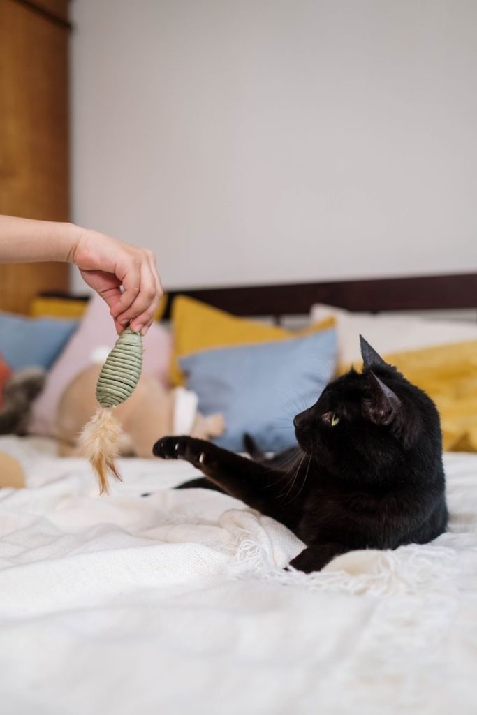 Adorable black cat playing with a toy in a cozy bedroom setting. Ideal for pet and lifestyle themes.