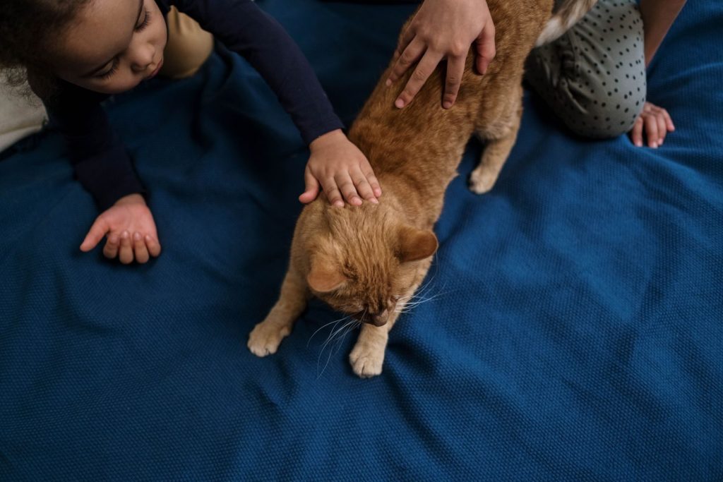 A child gently petting a ginger cat indoors, fostering affection and friendship.
