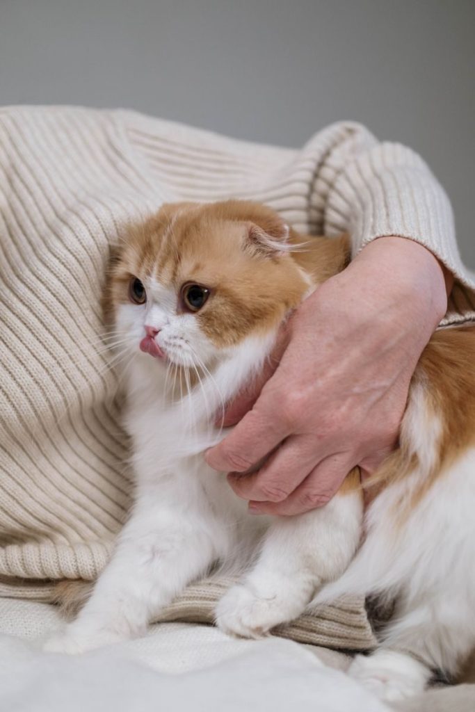 A woman cuddles a fluffy Scottish Fold kitten indoors, showcasing pet-owner warmth.