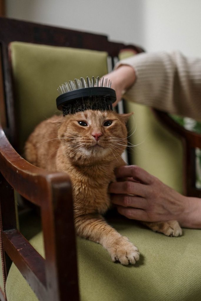 Adorable ginger cat being groomed in a cozy indoor setting, showcasing pet care and affection.