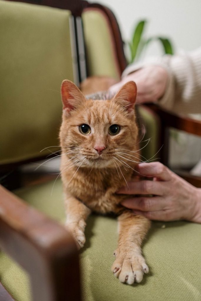 Close-up of a ginger cat being petted indoors, resting on a green armchair. Concept of domestic pets.