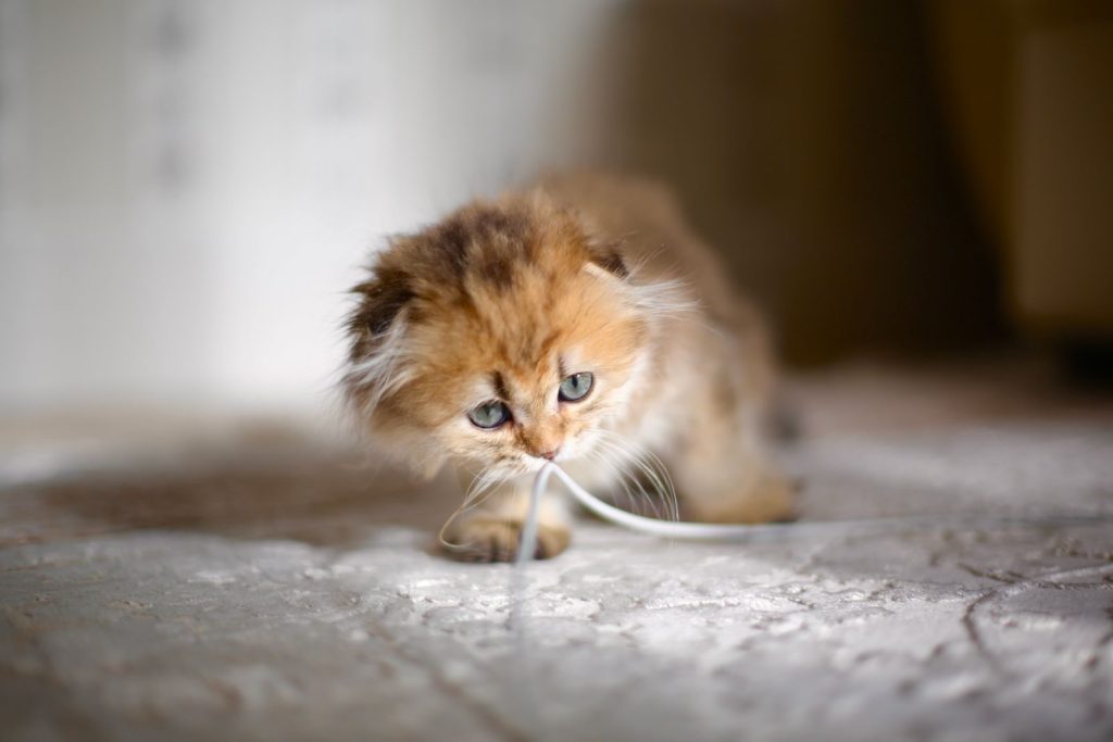 Adorable Scottish Fold kitten playing indoors, showcasing its playful and curious nature.