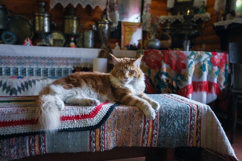 A fluffy Maine Coon cat lounging on a colorful woven mat in a vintage-style home setting.