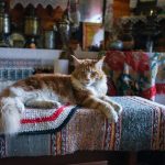A fluffy Maine Coon cat lounging on a colorful woven mat in a vintage-style home setting.