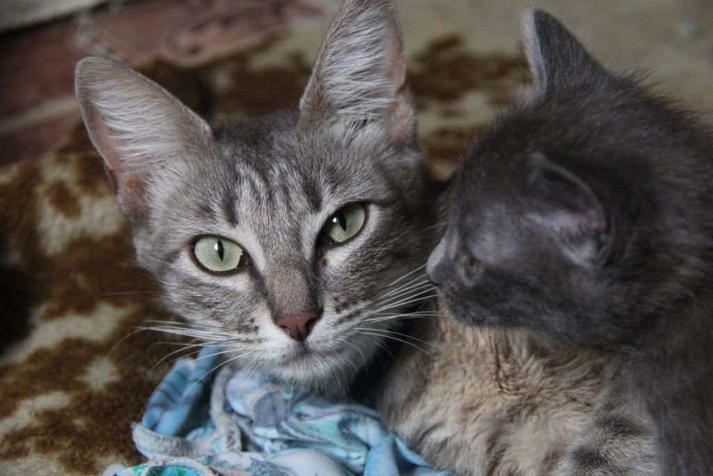 A close-up view of two cute tabby cats cuddling on a cozy blanket indoors.