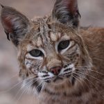 Detailed close-up of a bobcat showcasing its intense gaze and striking features.