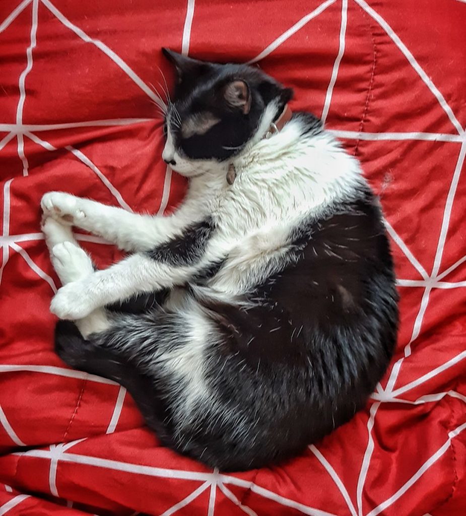 Adorable black and white cat sleeping peacefully on a red patterned blanket.