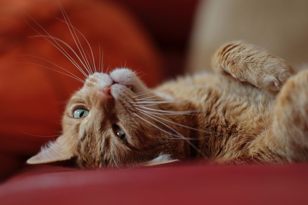 Cute tabby cat lying on a red couch, showcasing its whiskers and furry belly.