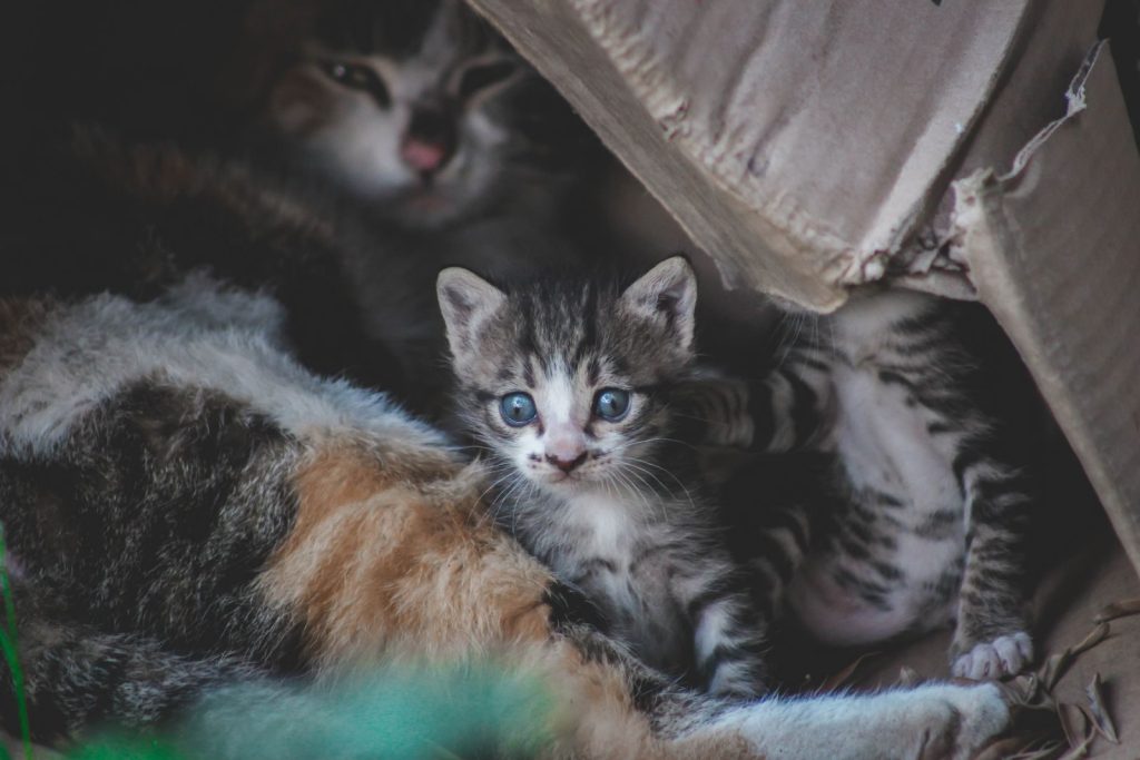 Cute kittens with tabby fur snuggled inside a cardboard box, showcasing their playful and curious nature.