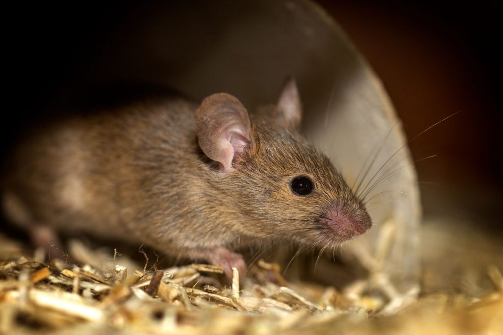 Close-up photo of a house mouse (Mus musculus) in natural habitat with focus on whiskers.